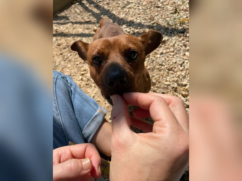 Herkules , noch zurückhaltend, sucht ein ruhiges Zuhause !