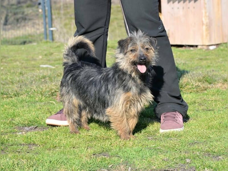 Hella,  bezaubernde kleine agile Strubbelhündin !