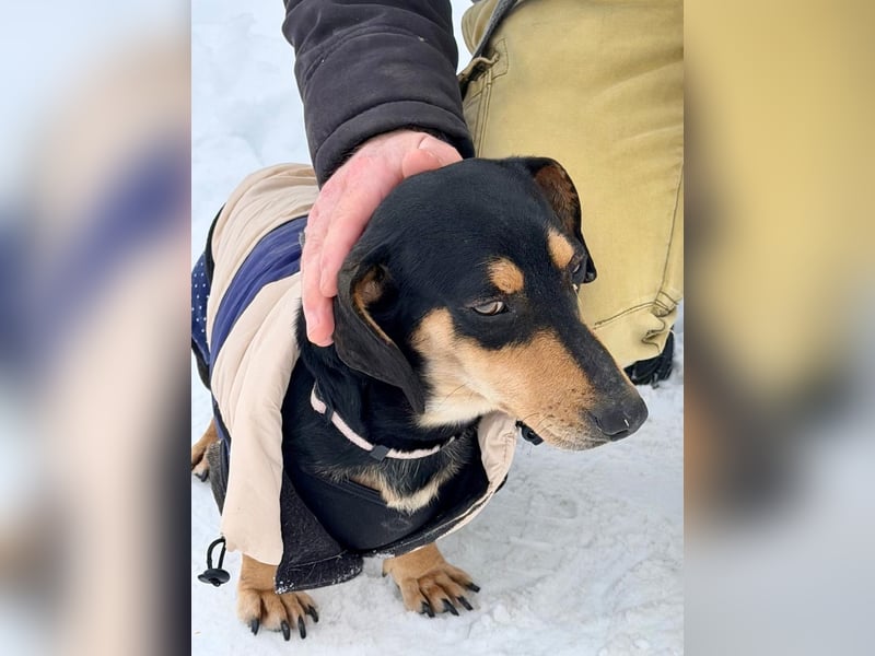 Csingiling lässt  Herzen von Dackelliebhabern schneller schlagen !