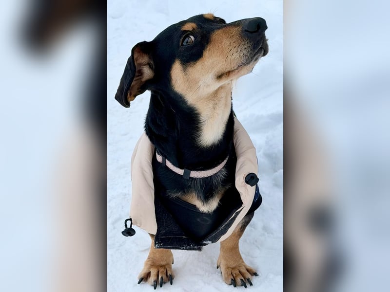 Csingiling lässt  Herzen von Dackelliebhabern schneller schlagen !