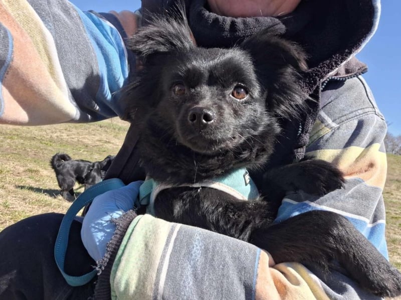 Minnie, ehemals Julcsi, sucht leider ein neues Zuhause !