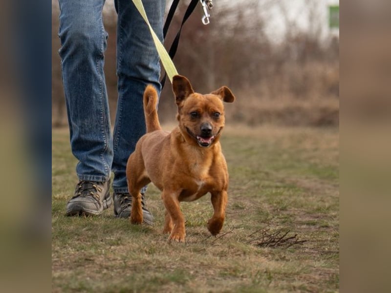 Herkules , noch zurückhaltend, sucht ein ruhiges Zuhause !