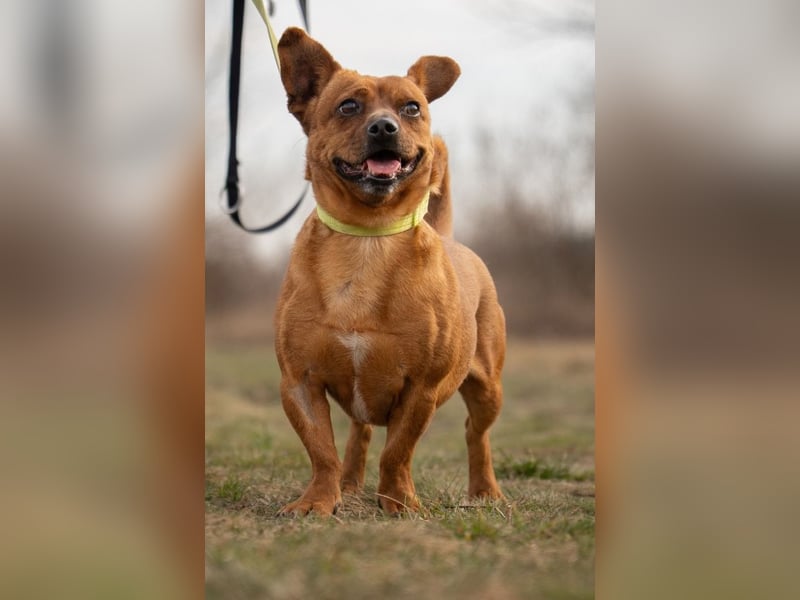 Herkules , noch zurückhaltend, sucht ein ruhiges Zuhause !