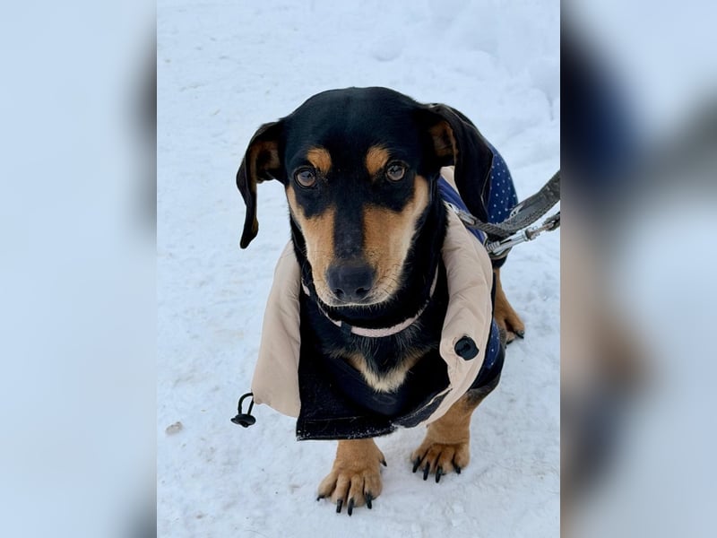 Csingiling lässt  Herzen von Dackelliebhabern schneller schlagen !