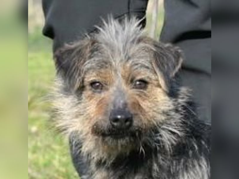 Hella,  bezaubernde kleine agile Strubbelhündin !