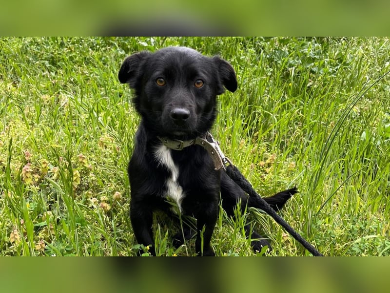 Herzenshund Filou sucht dich