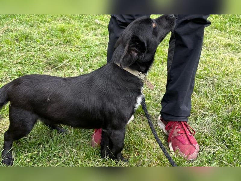 Herzenshund Filou