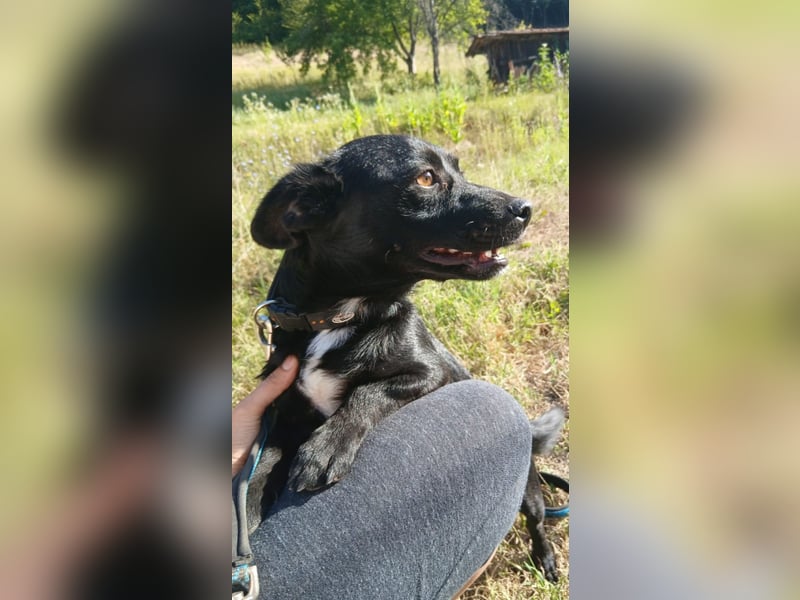 Herzenshund Filou sucht dich