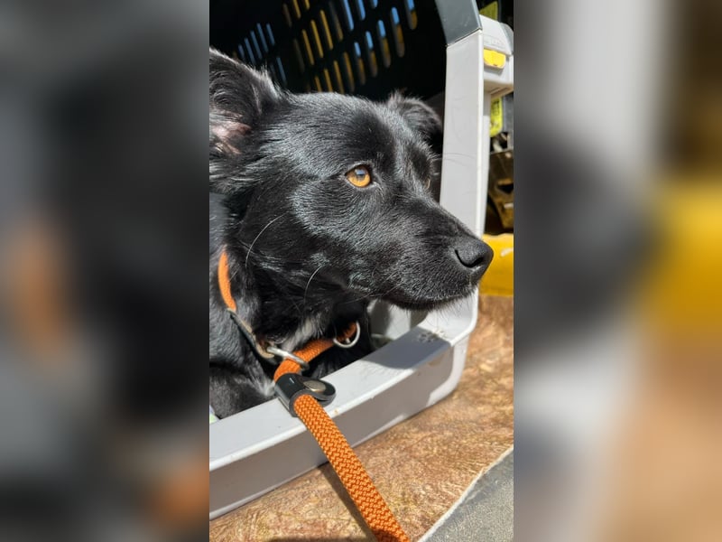 Herzenshund Filou sucht dich