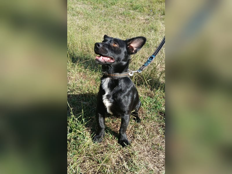 Herzenshund Filou sucht dich