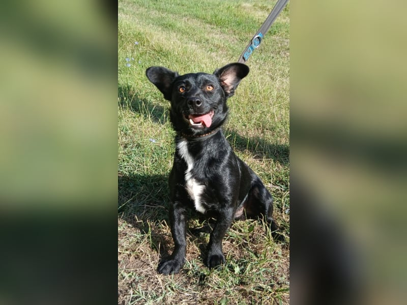 Herzenshund Filou sucht dich
