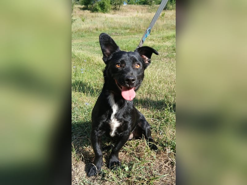 Herzenshund Filou sucht dich