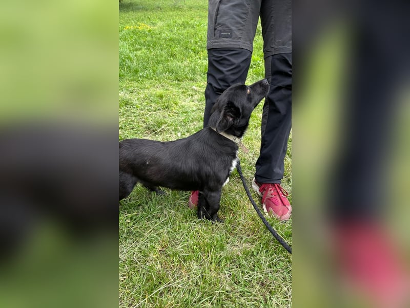 Herzenshund Filou sucht dich