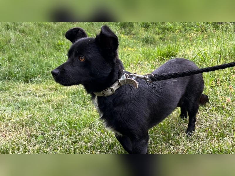 Herzenshund Filou sucht dich