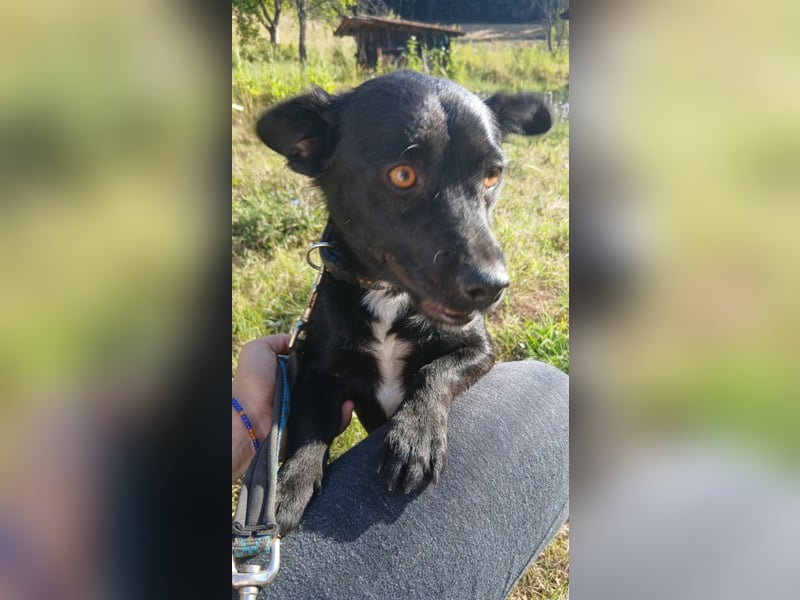 Herzenshund Filou sucht dich