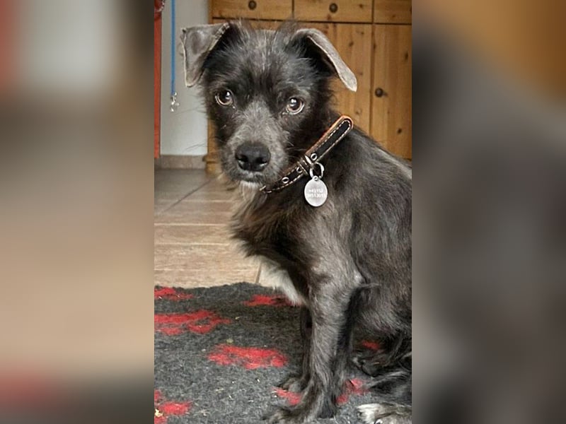 Norman (Pflegestelle Düsseldorf) ist ein aufgewecktes kleines Kerlchen