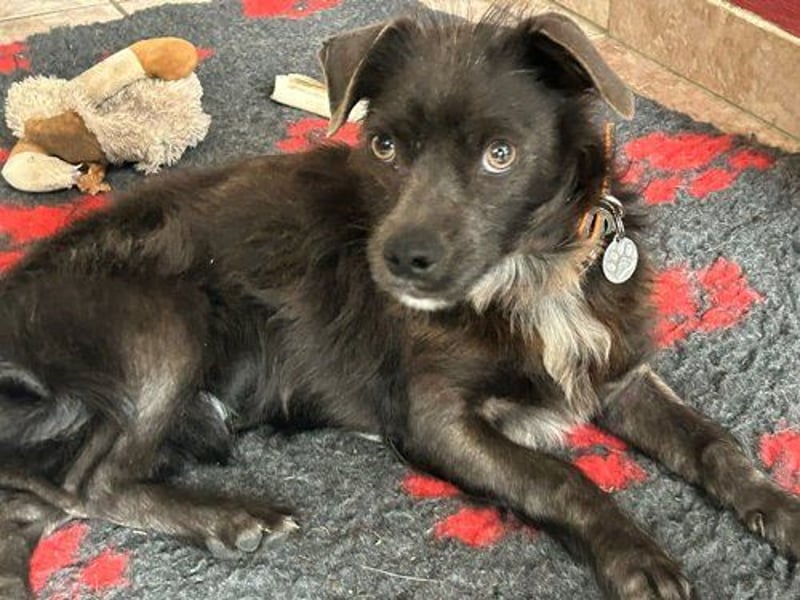 Norman (Pflegestelle Düsseldorf) ist ein aufgewecktes kleines Kerlchen