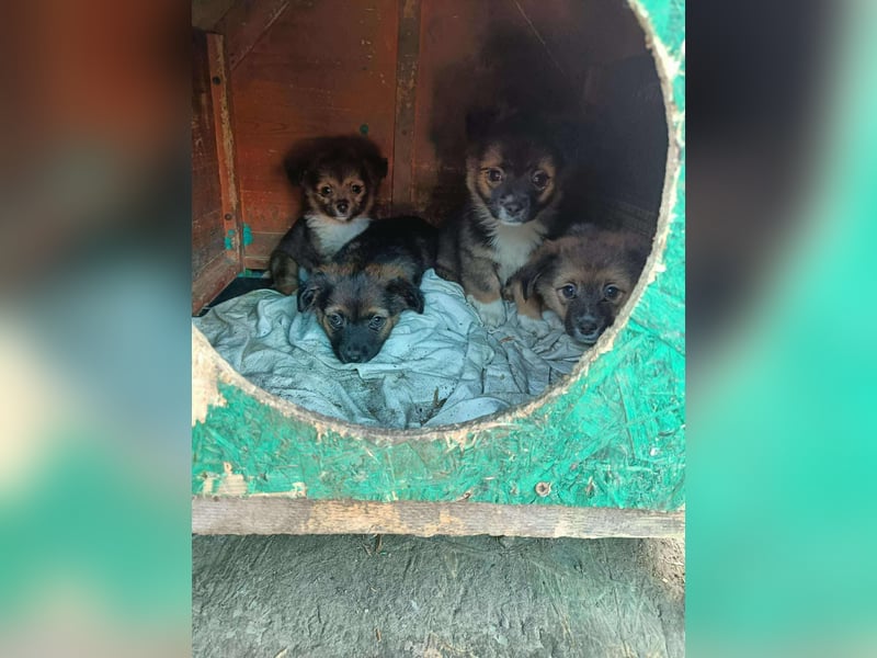 Holly, klein bleibende Welpin