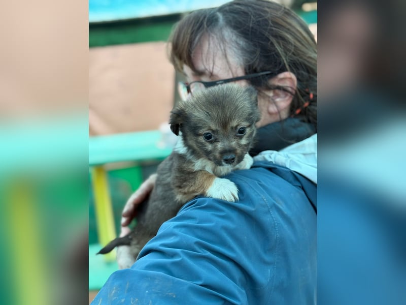 Flocke, klein bleibende Welpin