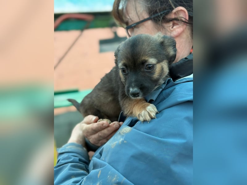 Holly, klein bleibende Welpin