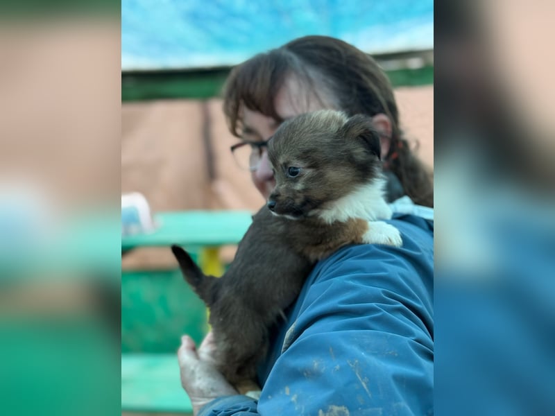 Flocke, klein bleibende Welpin