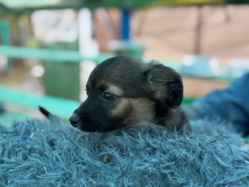 Holly, klein bleibende Welpin