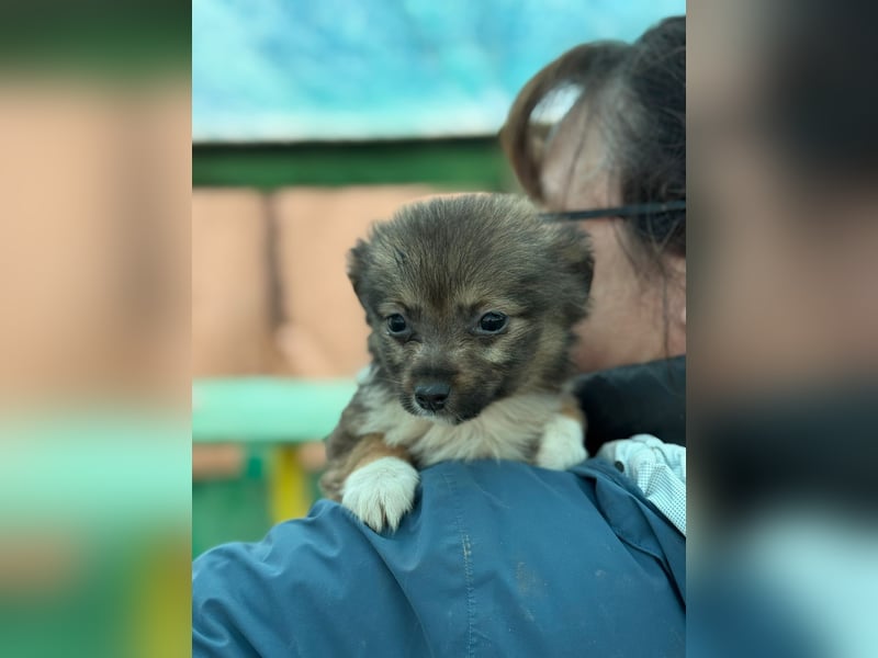 Flocke, klein bleibende Welpin