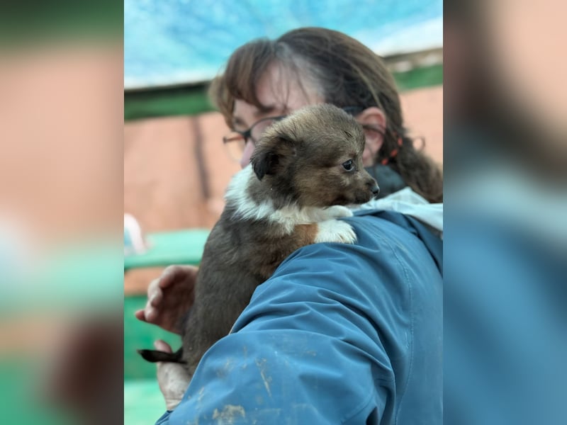 Flocke, klein bleibende Welpin