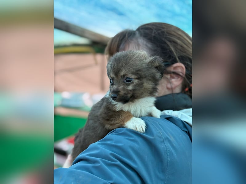 Flocke, klein bleibende Welpin