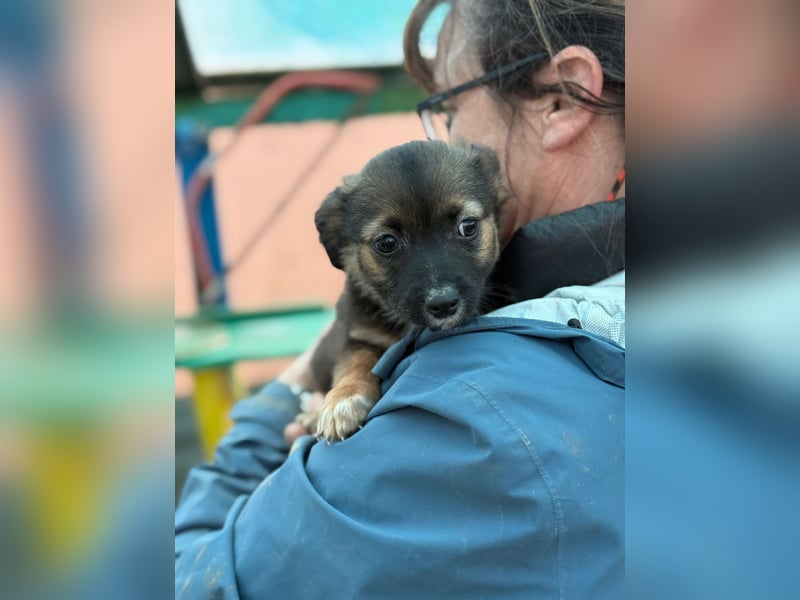 Holly, klein bleibende Welpin