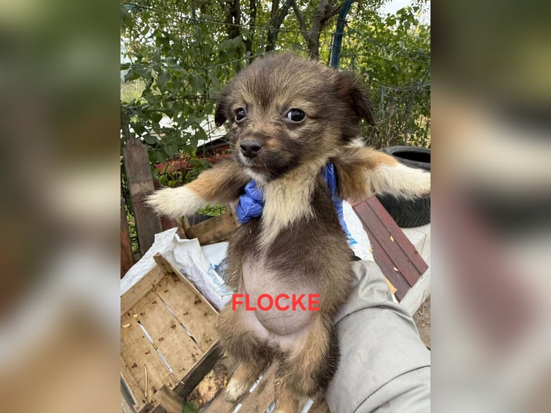 Flocke, klein bleibende Welpin