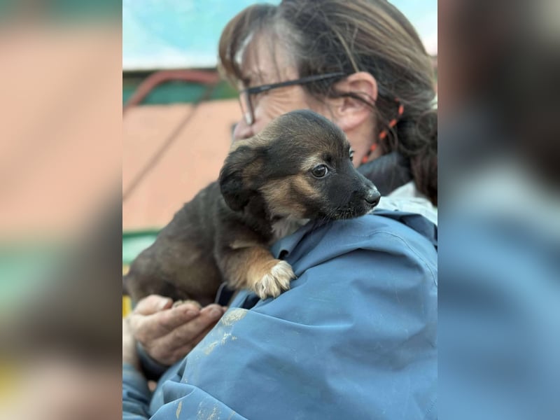 Holly, klein bleibende Welpin