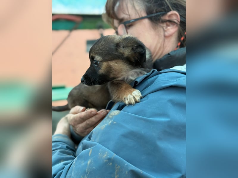 Holly, klein bleibende Welpin