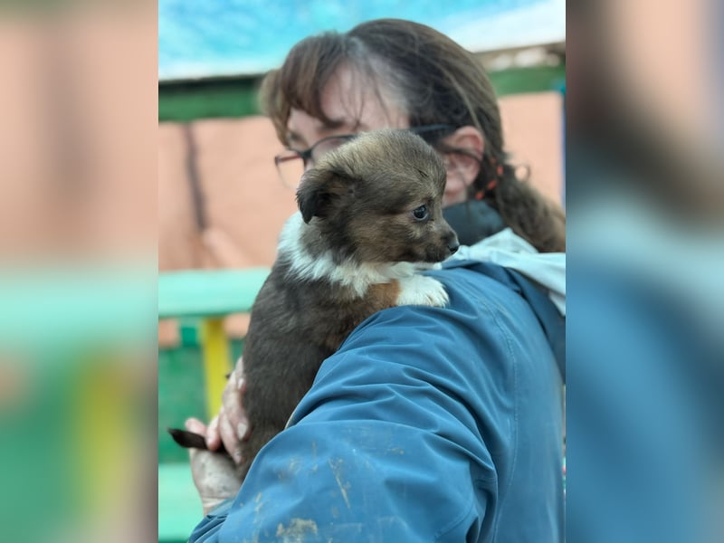 Flocke, klein bleibende Welpin