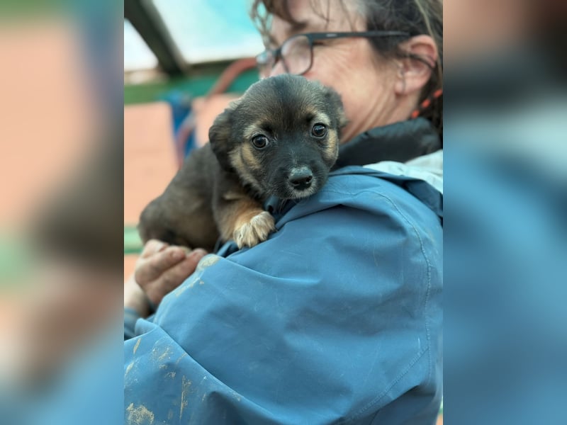 Holly, klein bleibende Welpin