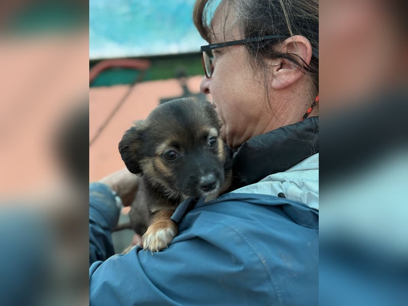 Holly, klein bleibende Welpin