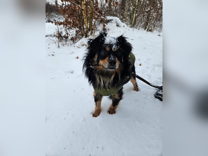 Husty sucht ein neues Zuhause