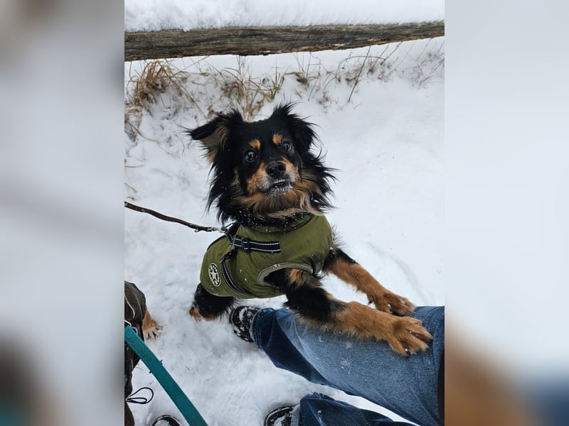 Husty sucht ein neues Zuhause