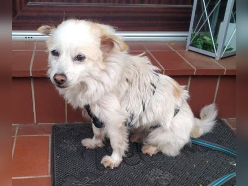 TALVI ist eine süße Hundedame
