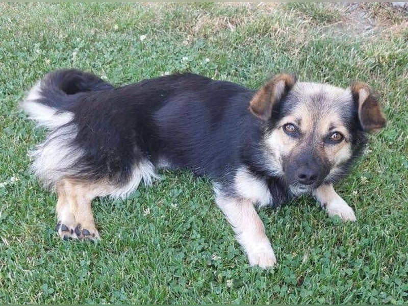 ZOICA ist ein absoluter Traumhund