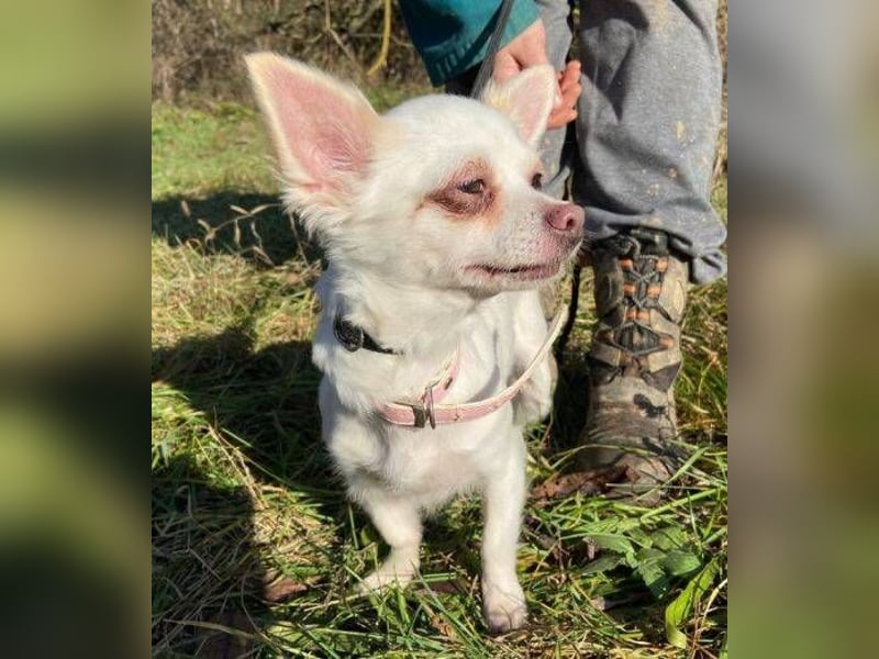 MINNIE ist ein winziges Hundemädchen