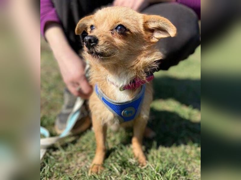 GINGER irrte hungrig umher