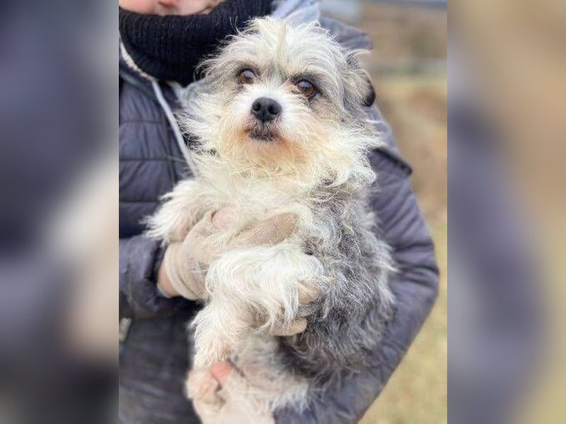 IDA wurde hilflos auf der Straße gefunden