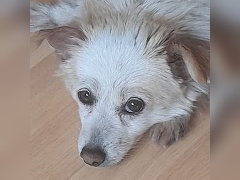 TALVI ist eine süße Hundedame