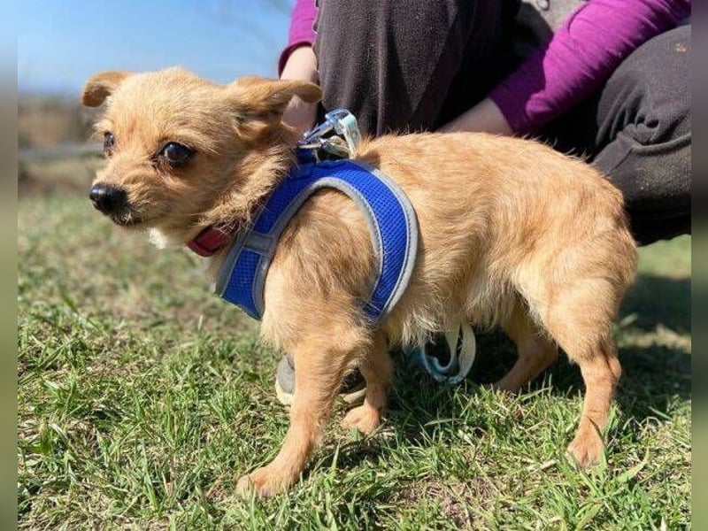 GINGER irrte hungrig umher