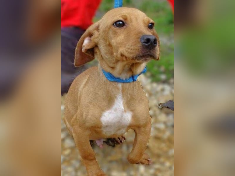 BRUNO entzückender kleiner Hundebub