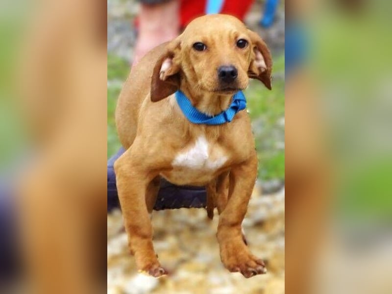 BRUNO entzückender kleiner Hundebub