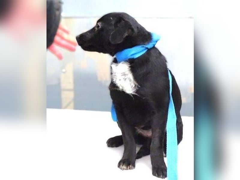 DINA kleines Hundekind in Lebensgefahr