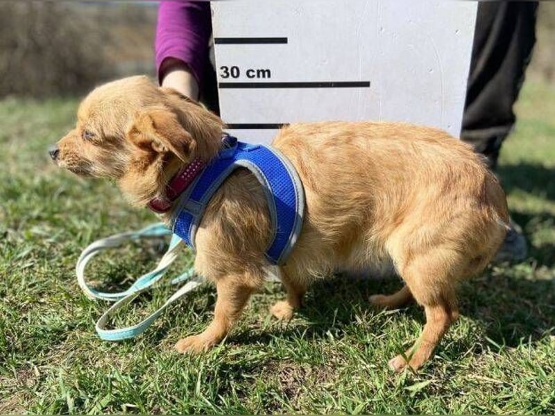 GINGER irrte hungrig umher