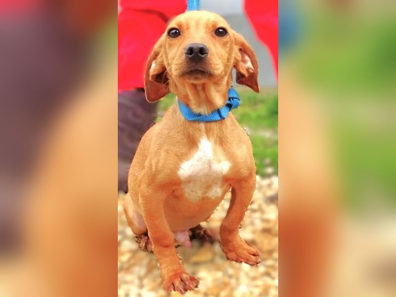 BRUNO entzückender kleiner Hundebub